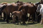 Mongolische Pferde mit Fohlen im Juni