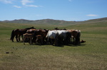 Pferdeherde mit Fohlen in der mongolischen Steppe