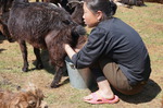 Mongolisches Teenager-Mädchen hockend beim Melken der Ziegen