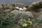 Letzte Reste vom Wintereis neben gelbblühenden Lilien am Tsagaan Nuur Ende Mai