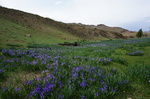 leuchtendblauer Blütenteppich in der Steppe im Juni 