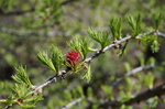 Rotblühendes Nadelgehölz im Frühling