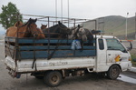 Pferde auf der Ladefläche eines Transporter
